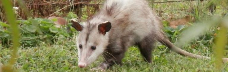What Do Opossums Eat? 9 Diet Facts