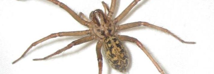What Is A Hobo Spider