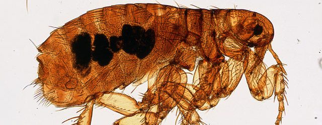 What Kills Fleas on Contact