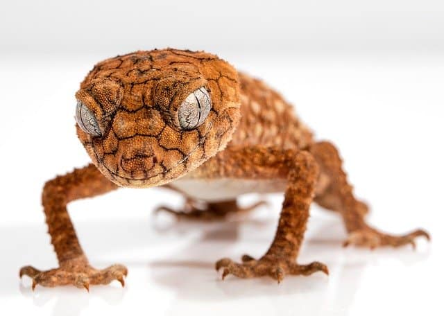Do Geckos Eat Bed Bugs