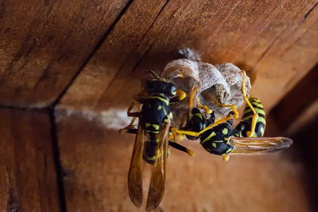 How to Keep Wasps Away from Playsets