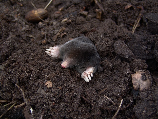How Can You Tell If You Have Moles in Your Yard