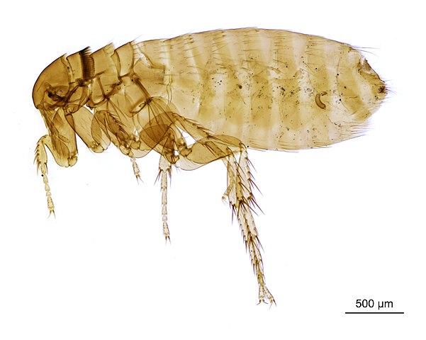 How Long Does It Take To Break the Flea Life Cycle