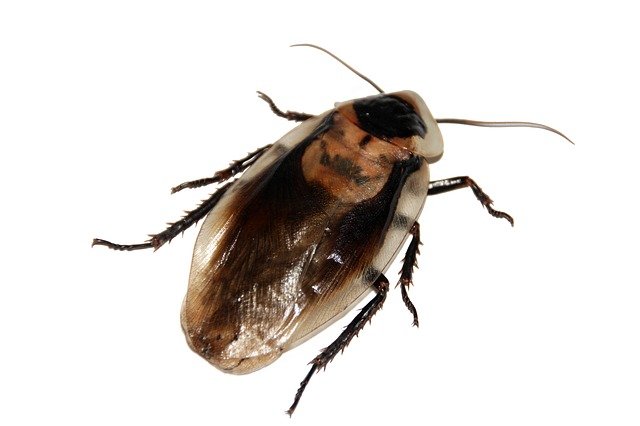 Top 7 Signs of a Cockroach Infestation