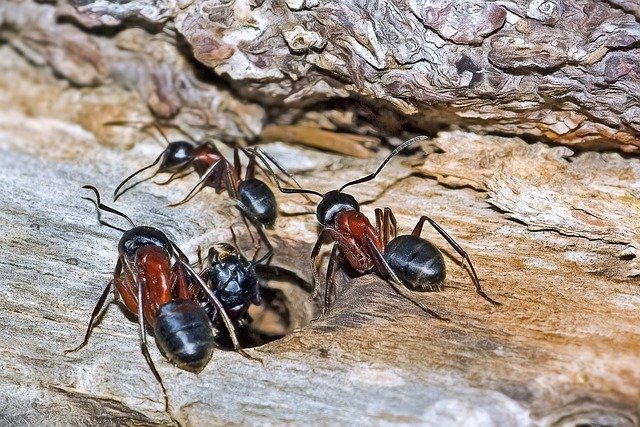 What Attracts Carpenter Ants In A Home?