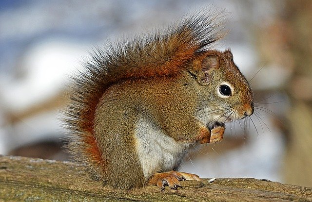 Do Squirrels Carry Ticks