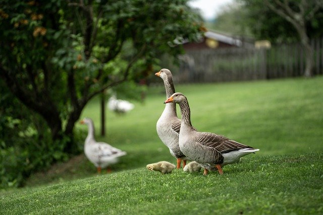 How to Stop Geese from Pooping in Yard