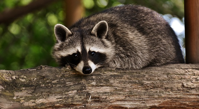 What Does Raccoon Poop Look Like?