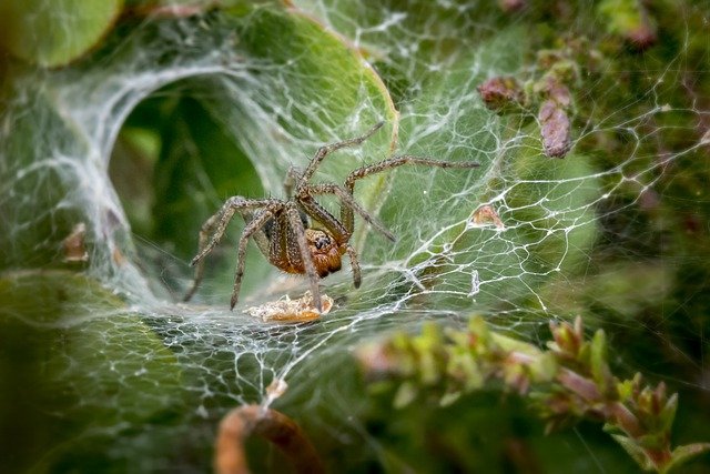 What Kills Spiders Instantly? – 11 Effective Ways