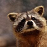 What Sound Does a Raccoon Make