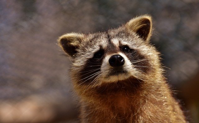 What Sound Does a Raccoon Make? 7 Sounds