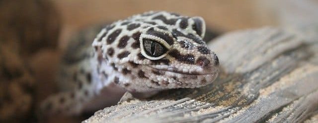 Do Geckos Eat Cockroaches? 7 Key Facts