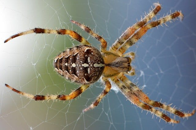 Do Spiders Have Wings? 7 Quick Facts