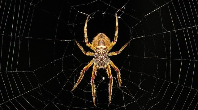 7 Best Pet Safe Spider Killer 2024 Reviewed