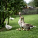 How to Keep Geese Away from Your Pond