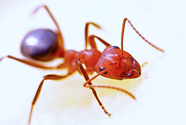 Tiny Red Ants In Florida – Homeowners Seek Solutions
