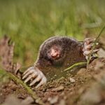 Why are Mole Traps Illegal