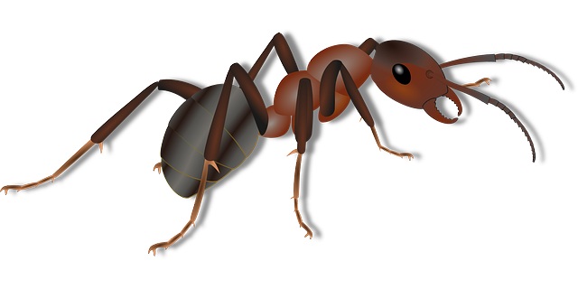 Carpenter Ants vs Fire Ants: 7 Key Differences