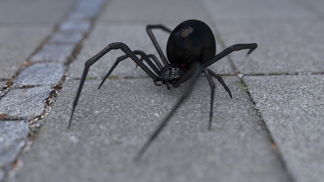 Black Widow Spiders: Facts, Identification & Bite