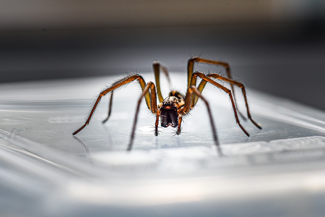 House Spiders: Causes, Bites & Control
