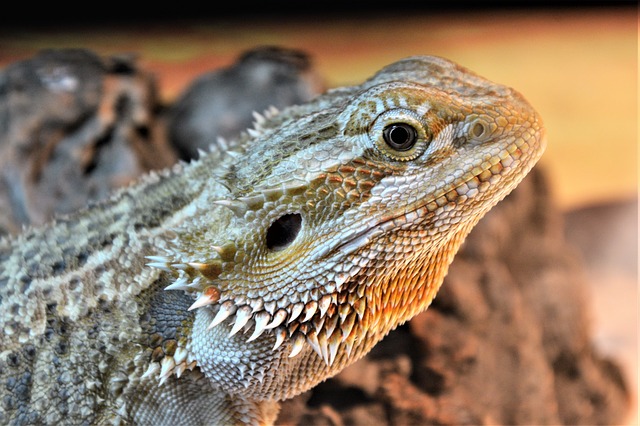 How Big are Bearded Dragons?