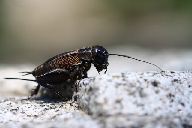 Why Do Crickets Stop Chirping When You Move?