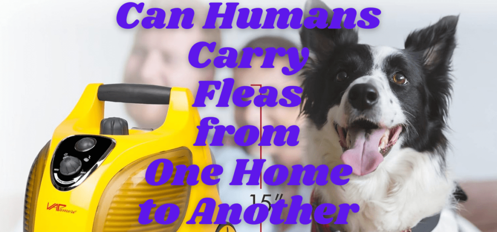 Can Humans Carry Fleas from One Home to Another