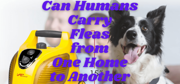 Can Humans Carry Fleas from One Home to Another??