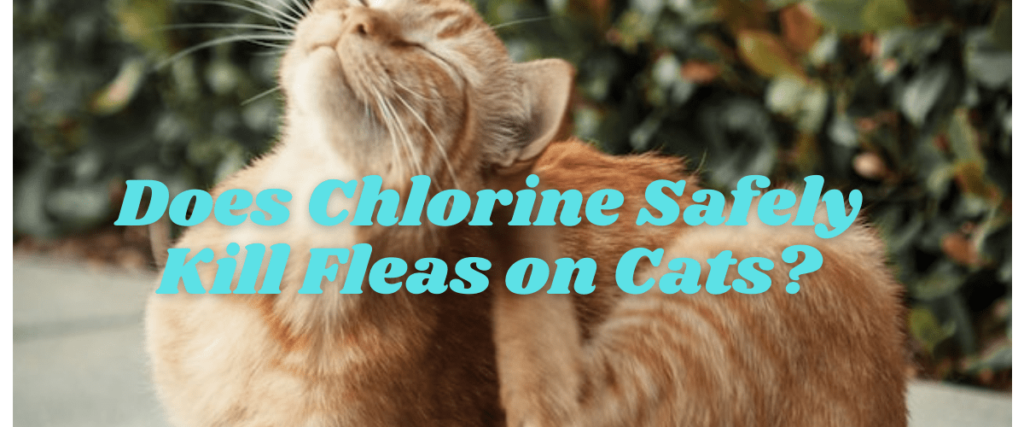 Does Chlorine Safely Kill Fleas on Cats
