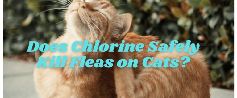 Does Chlorine Safely Kill Fleas on Cats?