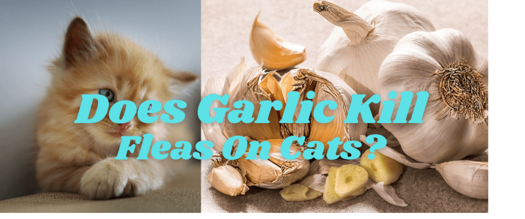 Does Garlic Kill Fleas On Cats?