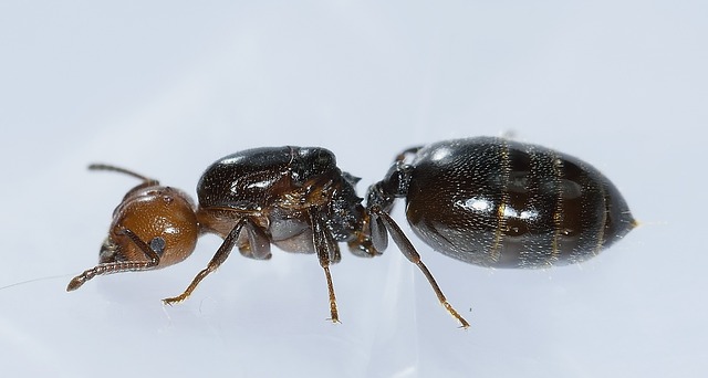 Ant Exterminator in Seattle