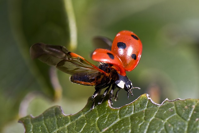 Are Ladybugs Good for Your Garden