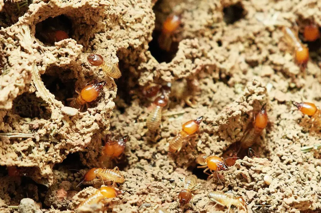 Best Termite Killers