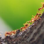 How to Treat Ant Bites