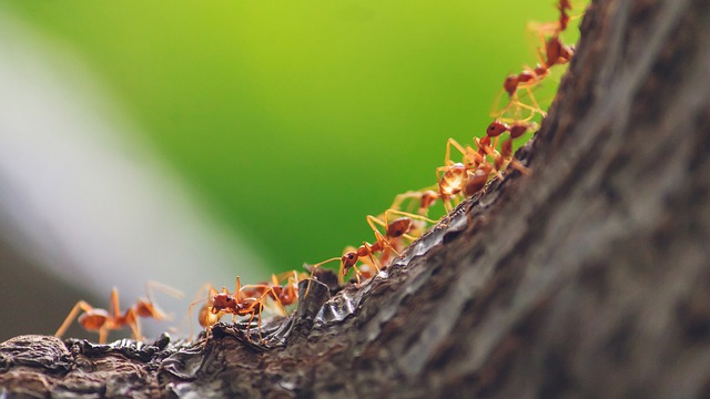 How to Treat Ant Bites